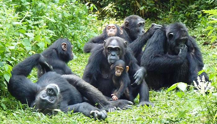 chimpanzee tracking in kibale