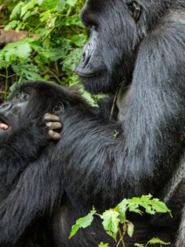 Silverback Gorilla Sex and Mating