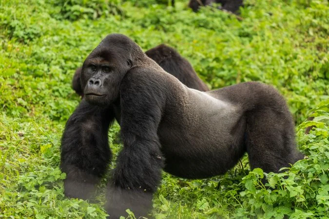Eastern gorilla