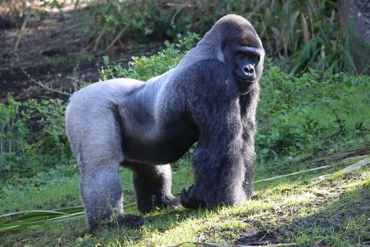 Eastern lowland gorilla