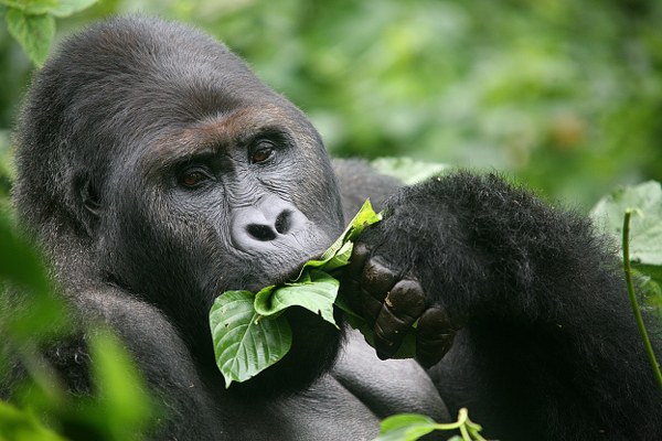 Eastern lowland gorilla