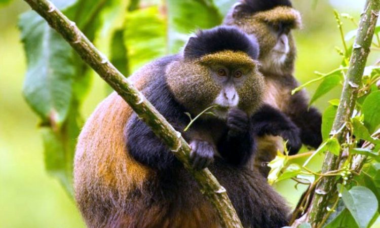 golden monkey experience in mgahinga