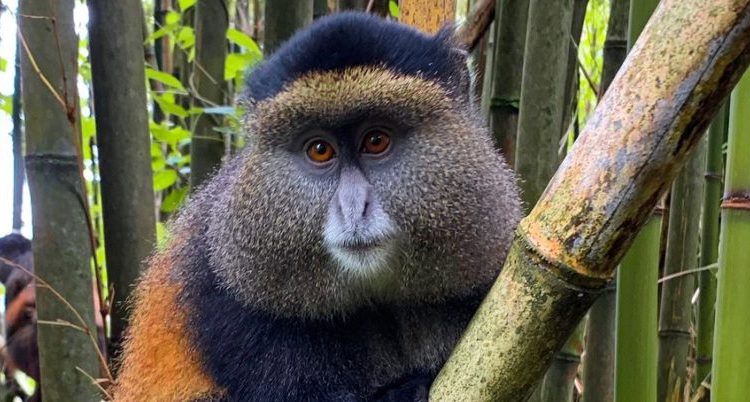golden monkey trekking rwanda