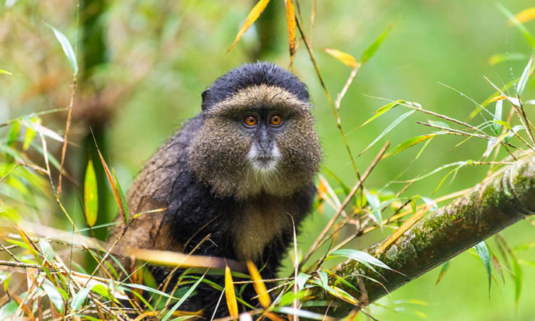 golden monkey trekking