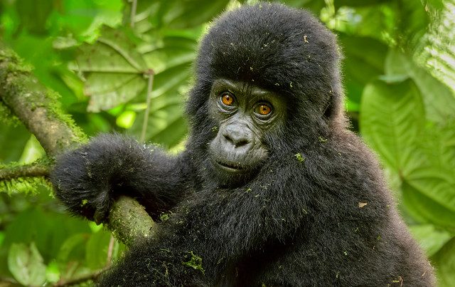 gorilla trekking adventure