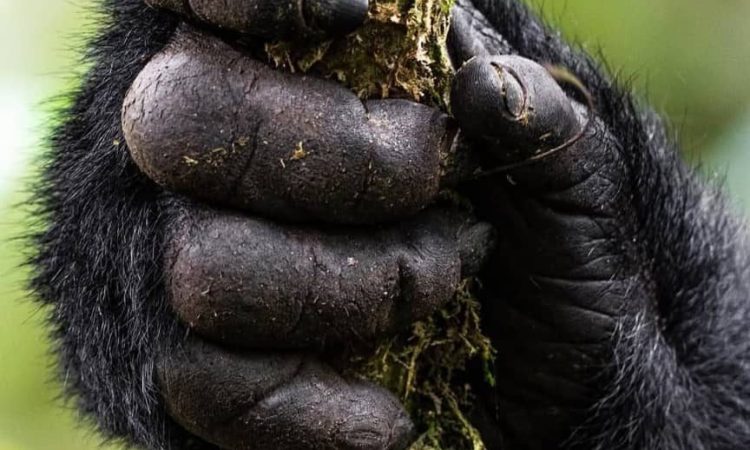gorilla trekking bwindi