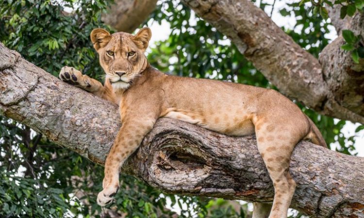 ishasha tree climbing lions