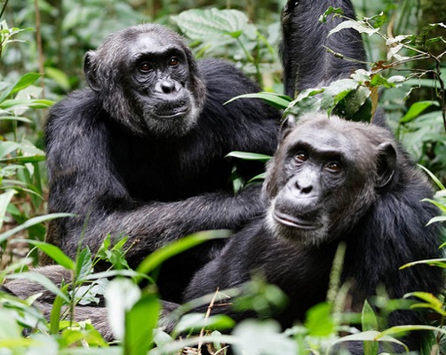 kibale chimpanzee safari