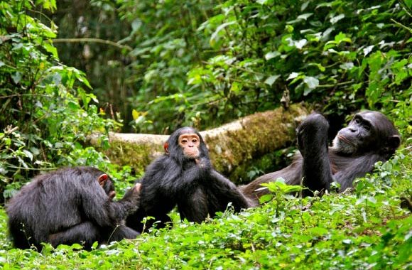 kibale chimpanzee tracking