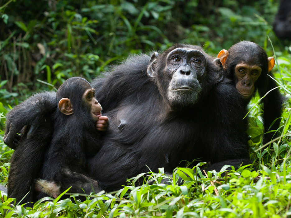 kibale chimpanzee trekking
