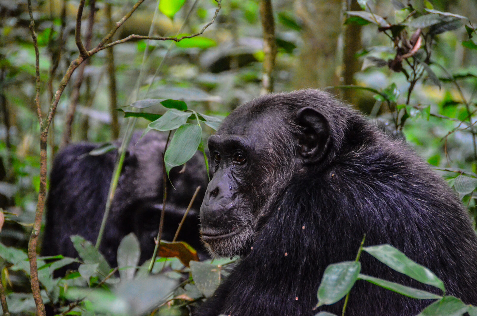 kibale national park
