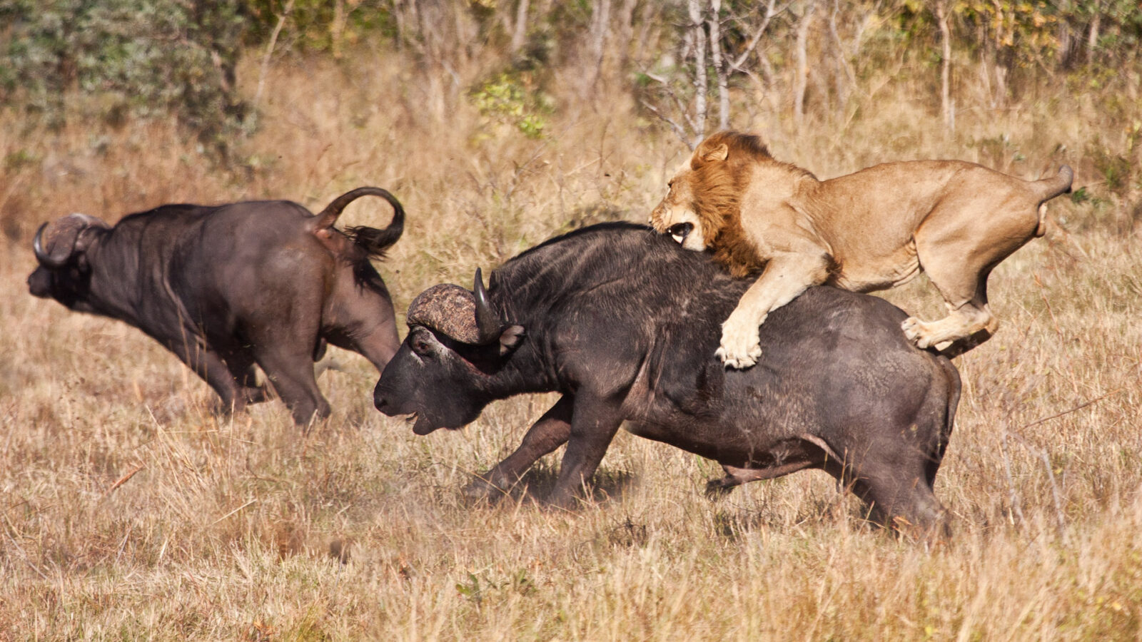 kidepo valley naational park game drive