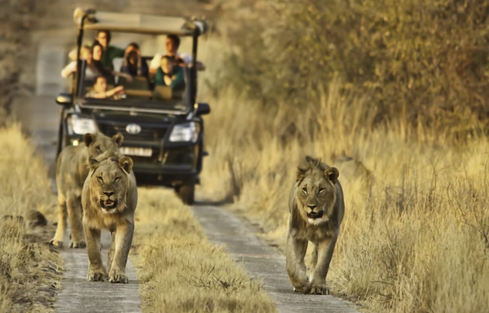 kruger national park south africa safari-game drive lions