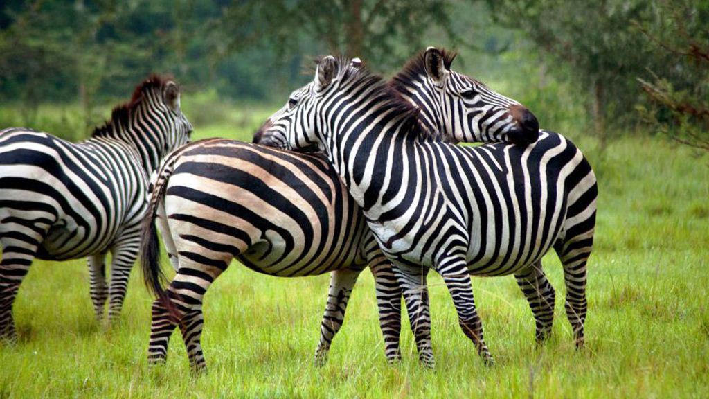 lake mburo national park