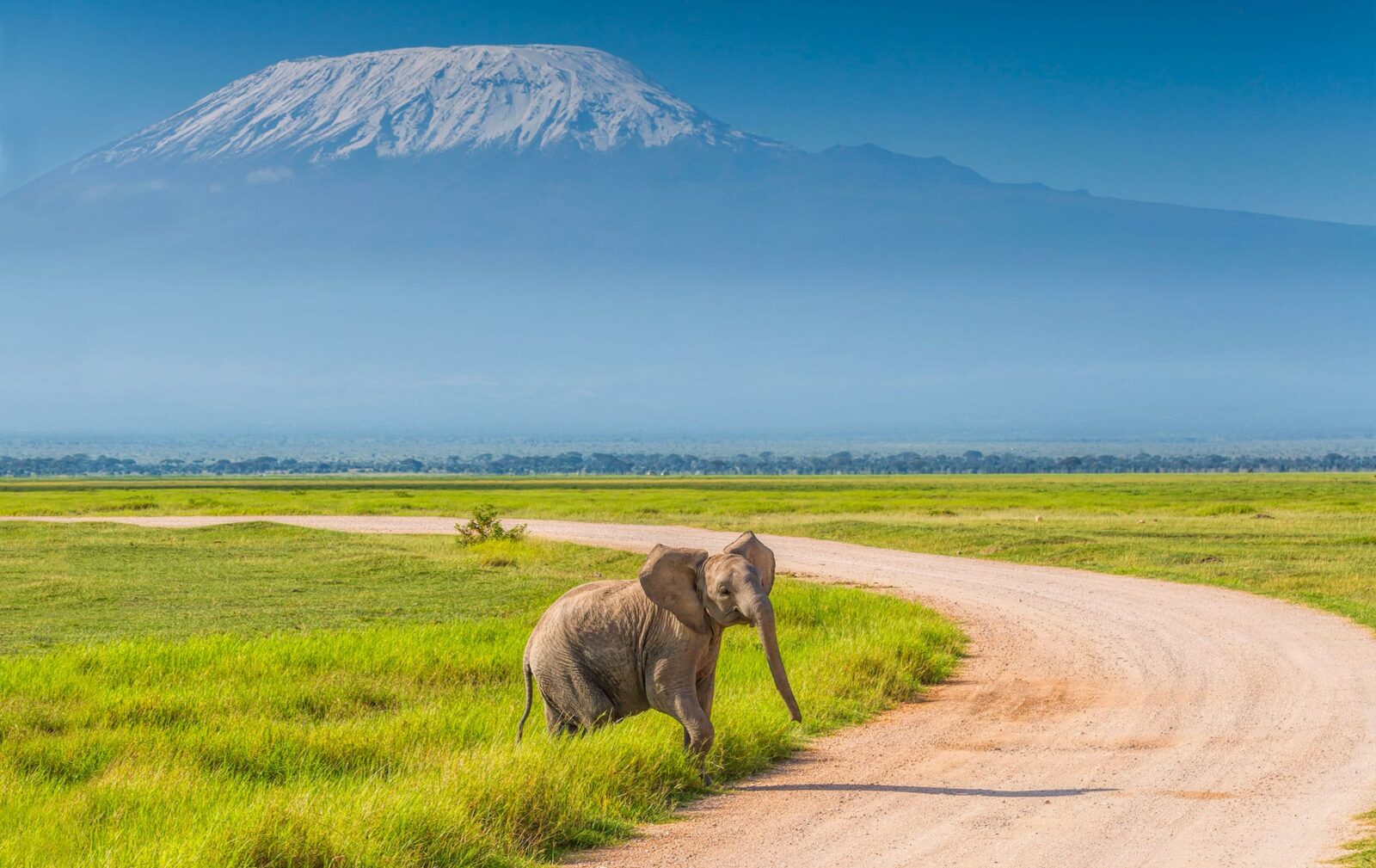 magical kenya amboseri