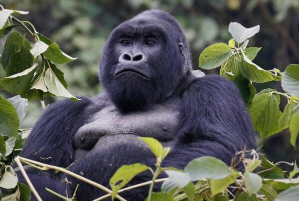 Mountain gorilla
