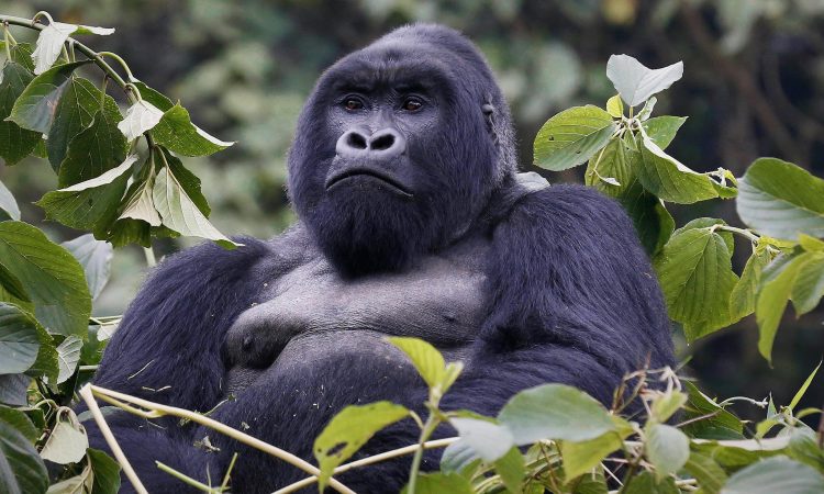 Mountain gorilla