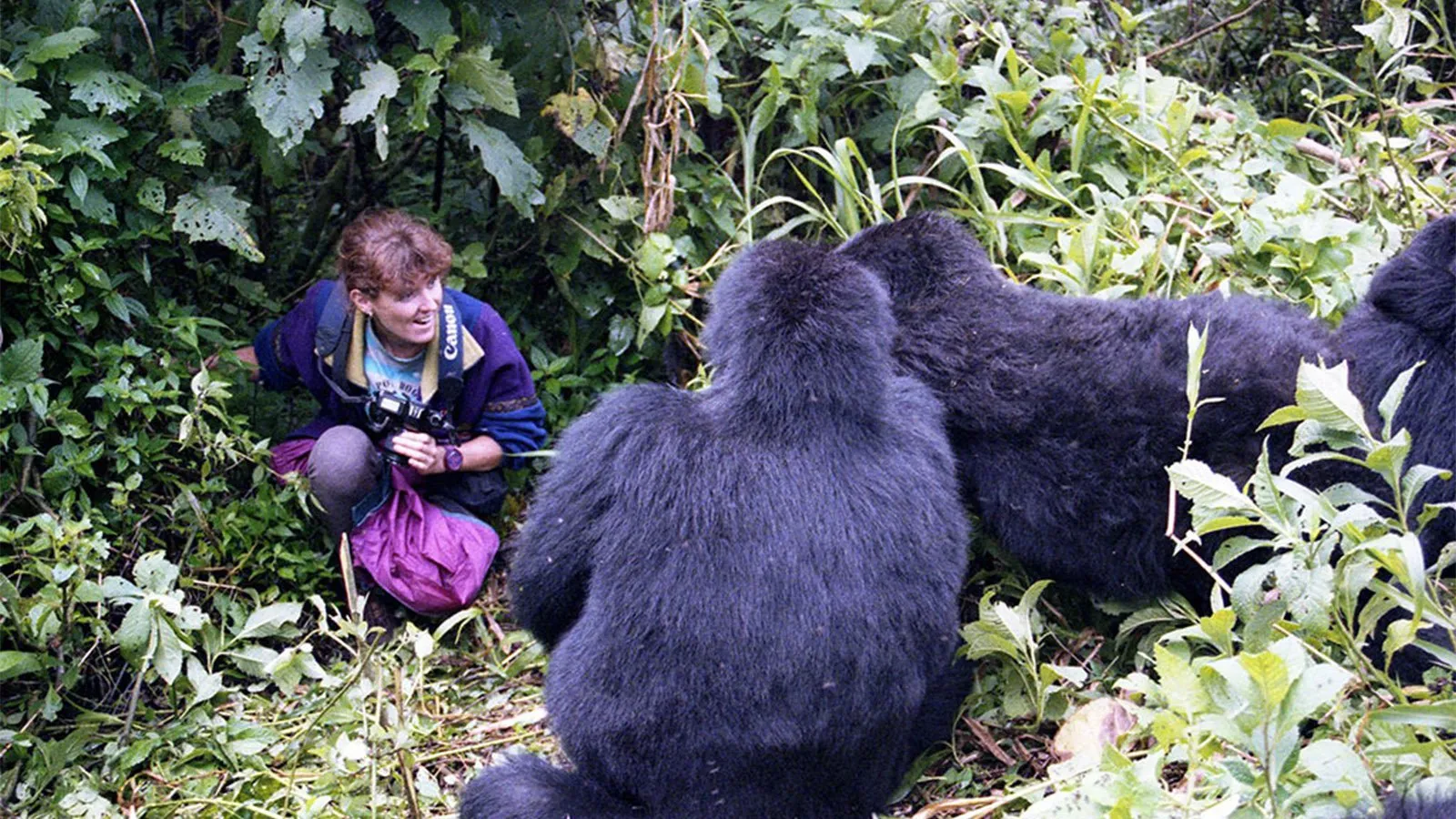Mountain gorilla