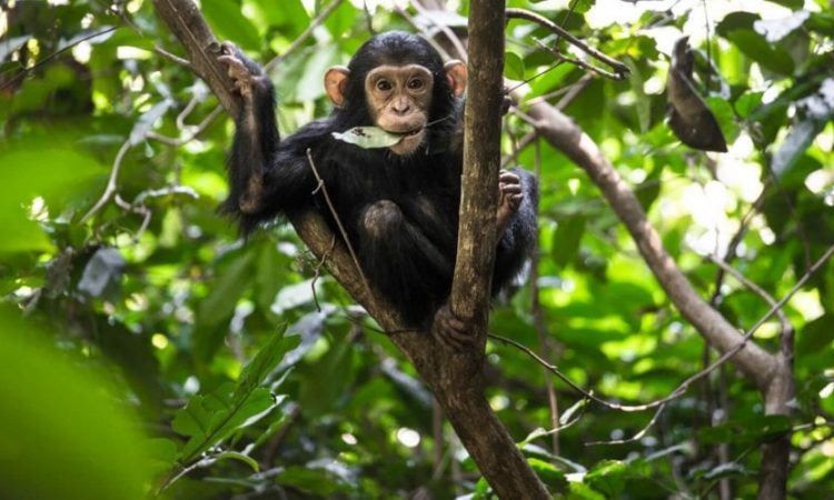 nyungwe chimpanzee trekking