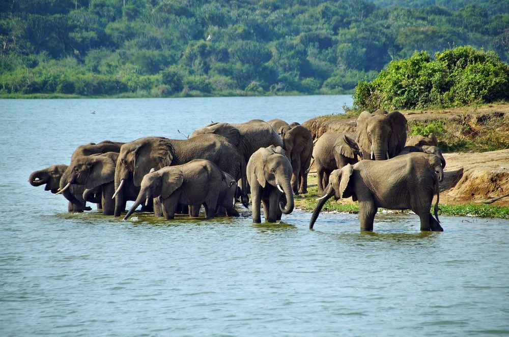 queen elizabeth national park