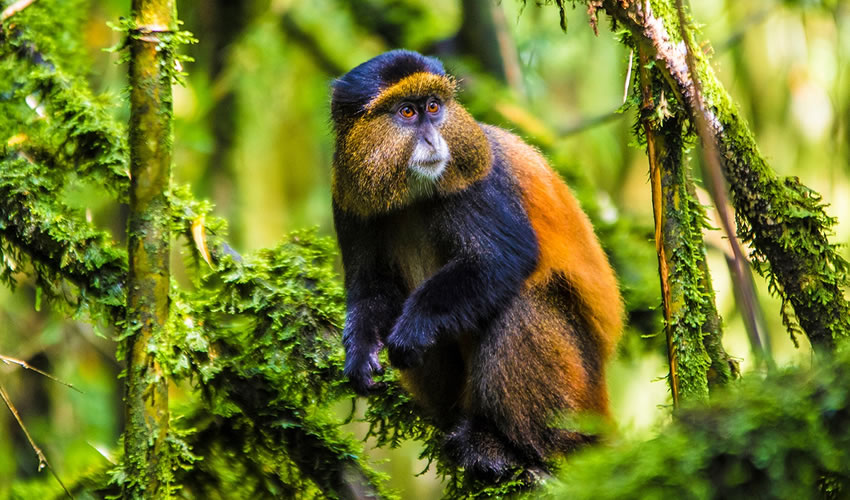 rwanda golden monkey tracking