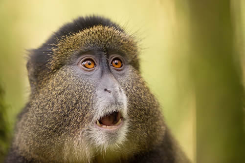 rwanda golden monkeys