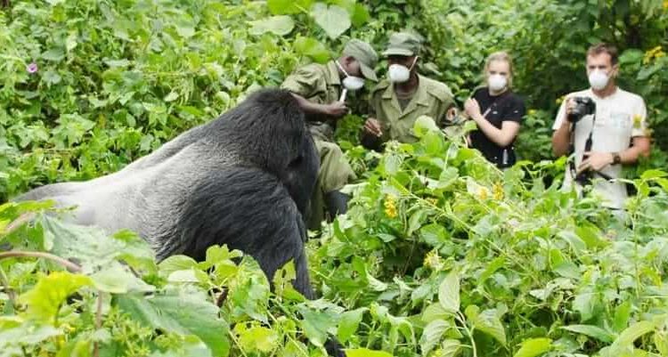 rwanda gorilla trekking experience