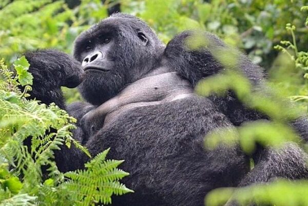 Silverback gorilla trekking Mgahinga