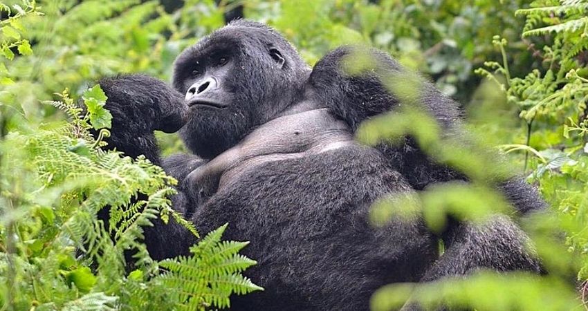Silverback gorilla trekking Mgahinga