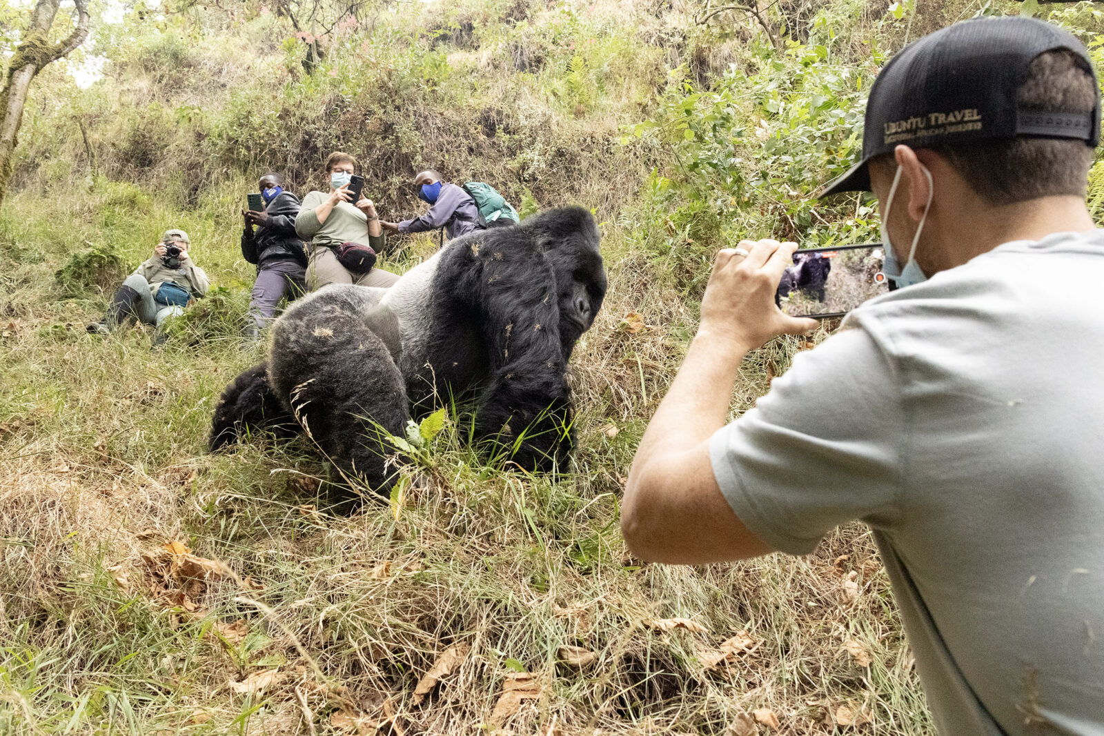 silverback gorilla trekking in Bwindi
