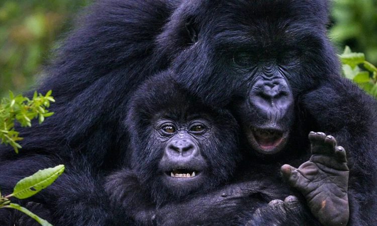 silverback gorilla trekking in Bwindi