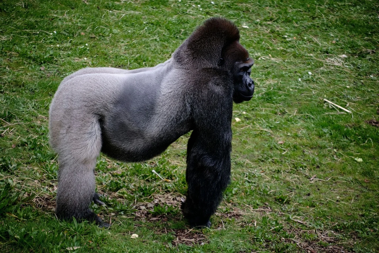 uganda gorilla trekking