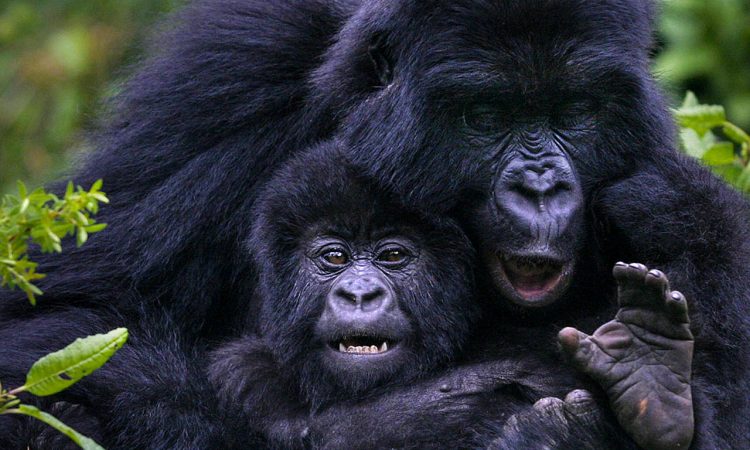 volcanoes gorilla trek