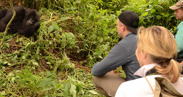 volcanoes gorilla trekking