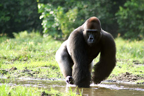 Western gorilla