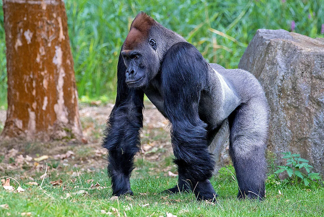 Western gorilla