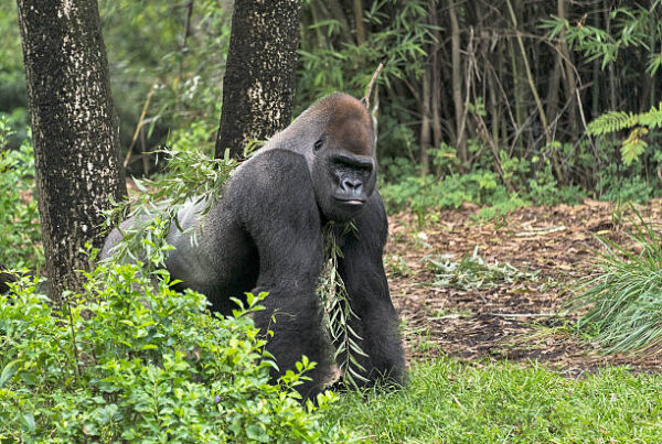 Western lowland gorilla