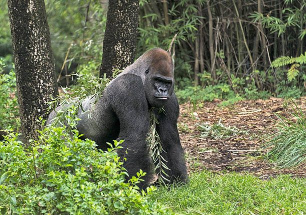 Western lowland gorilla