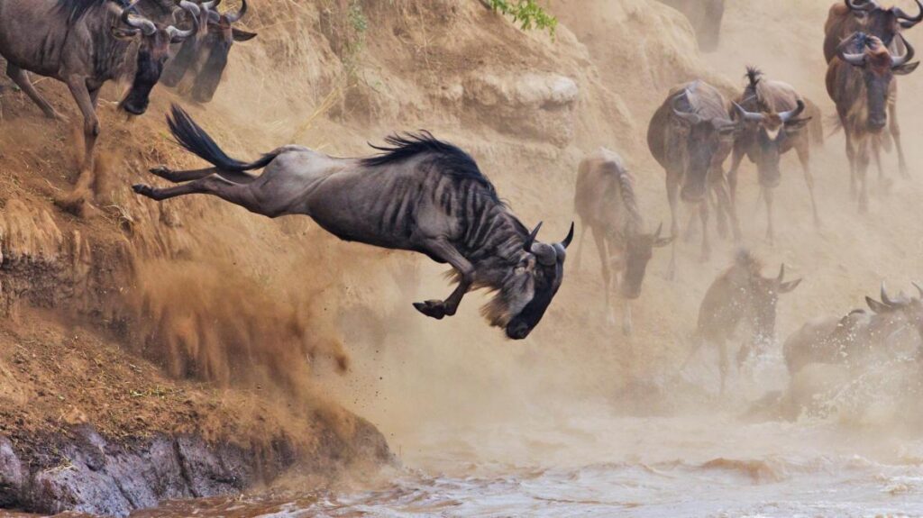 5-Day Great Migration Fly in from Zanzibar