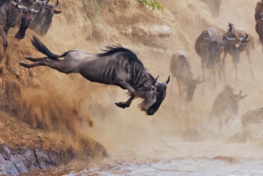 5-Day Great Migration Fly in from Zanzibar
