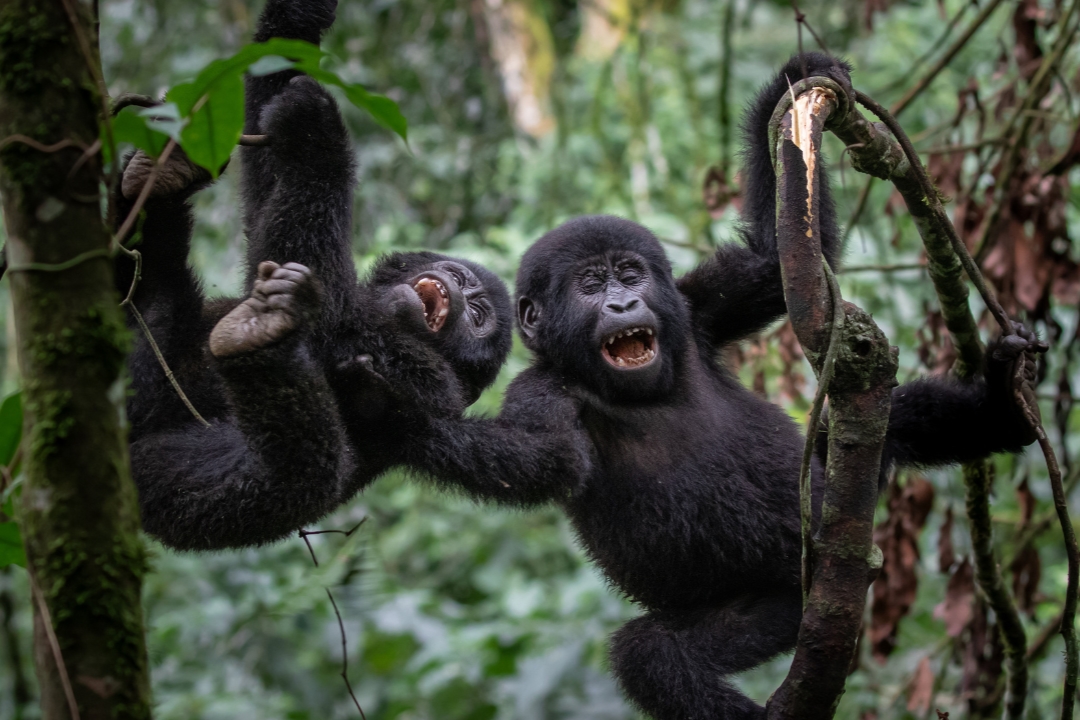 Are there ethical considerations for wildlife tourism in Uganda?