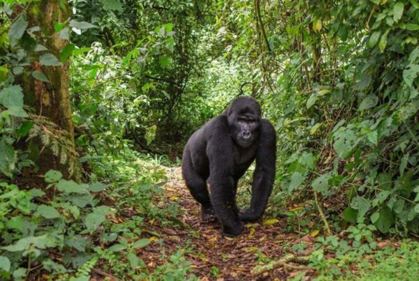 Are there ethical considerations for wildlife tourism in Uganda?