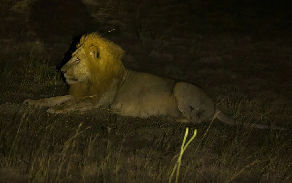 Are there night drives or special safari activities in Uganda?