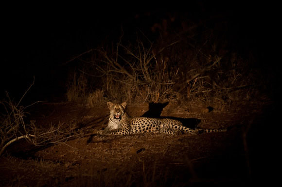 Are there night drives or special safari activities in Uganda?