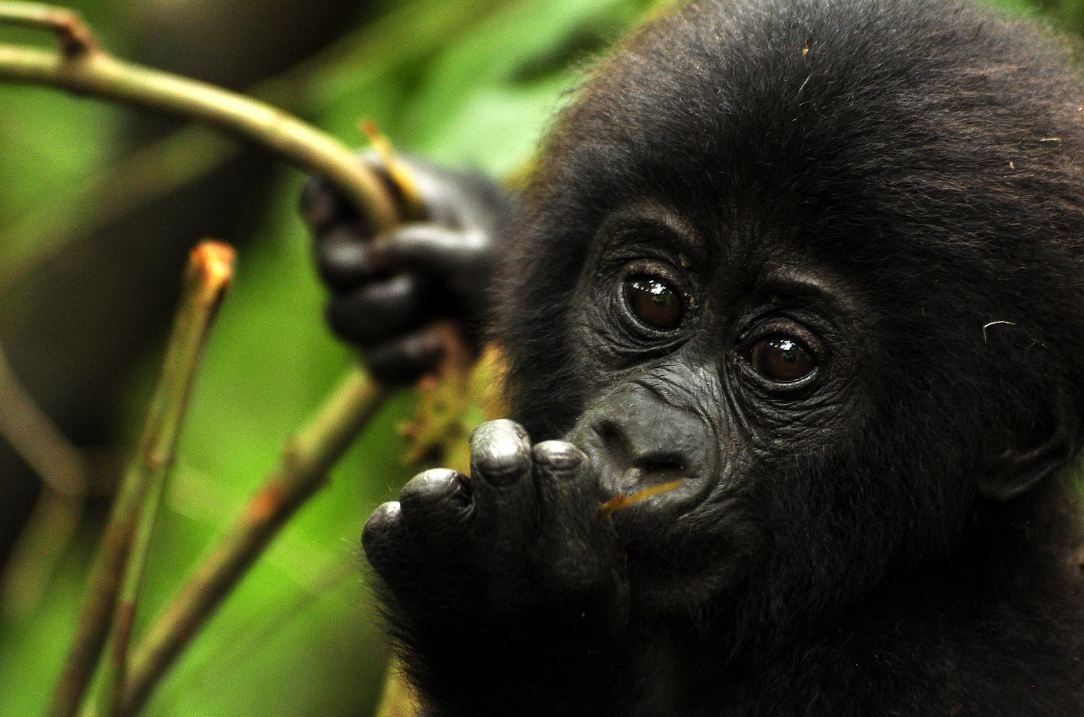 Can I track gorillas in Uganda and how does it work?