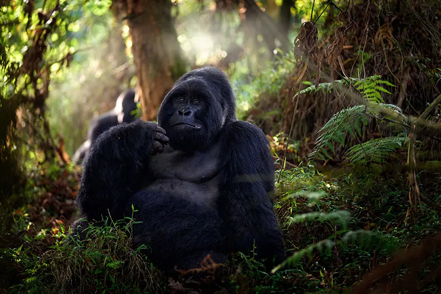 Can I track gorillas in Uganda and how does it work?