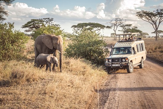 6-Day Serengeti National Park & Zanzibar