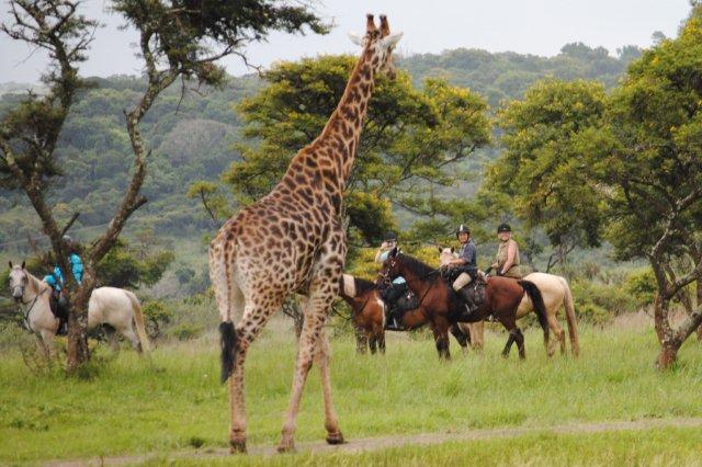 How long should a typical Uganda safari be for a satisfying experience?