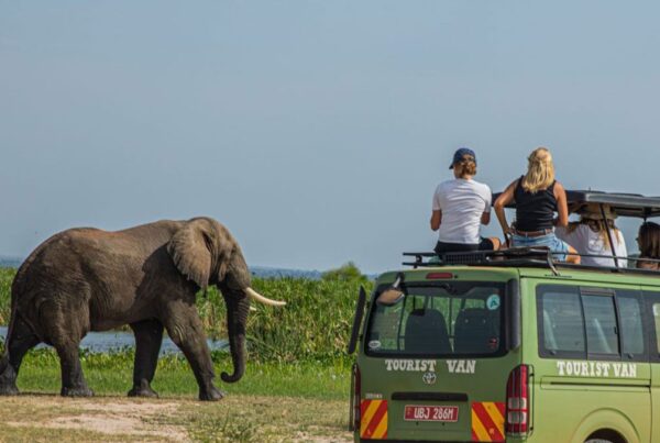 How much does a Uganda safari cost?