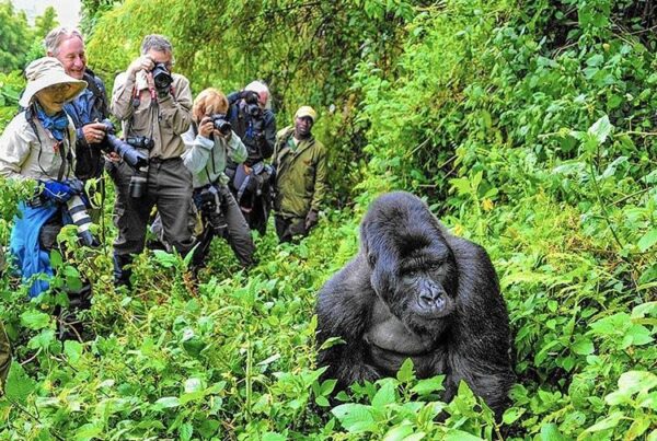 How to choose a reputable tour operator in Uganda?